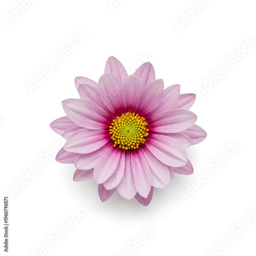 Pink daisy flower with yellow center isolated on white background.