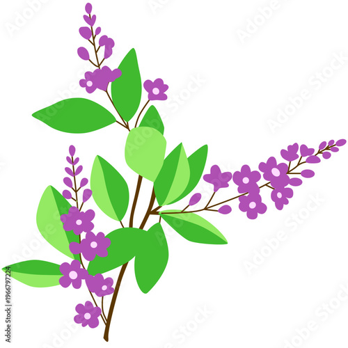 Purple flowering plant with green leaves, herb, natural growth, garden decoration, organic.