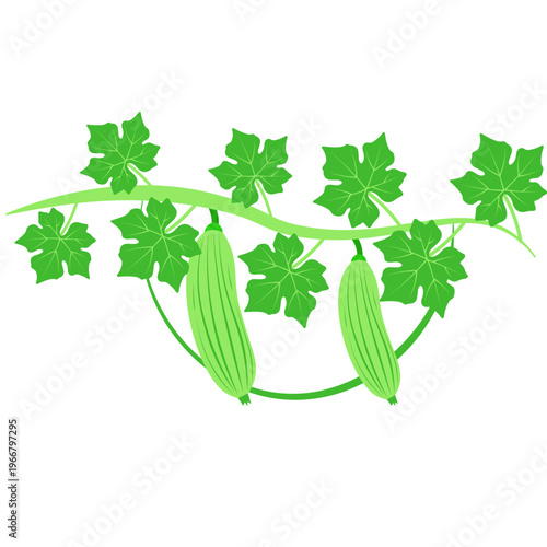 Green vine with ridged gourds and leaves, climbing plant, vegetable, natural growth, kitchen.