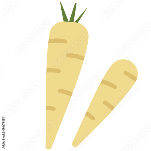 White carrots with green tops, root vegetable, healthy food, cooking ingredient, fresh produce, organic farm, and natural nutrition illustration.