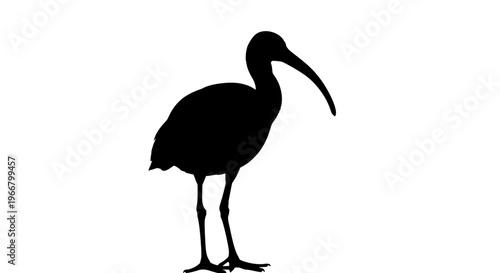 Silhouette of a long billed wading bird with slender legs and a curved beak standing isolated on a clean white background representing nature and wildlife in a minimalist graphic