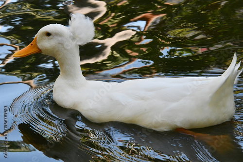 Wallpaper Mural Belíssima marreca pompom no lago do Museu da República - Palácio do Catete - RJ Torontodigital.ca