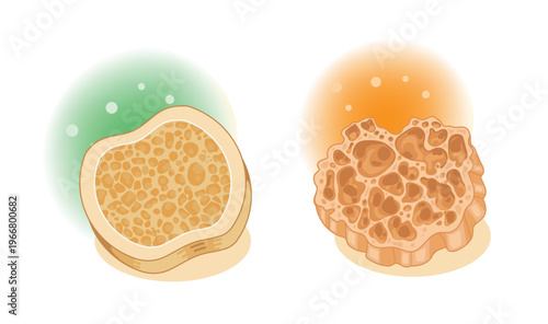 Dense Bone Tissue and Porous Bone Tissue Anatomy Illustration