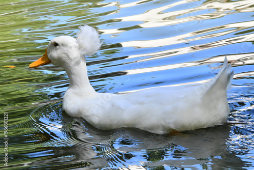 Wallpaper Mural Belíssima marreca pompom no lago do Museu da República - Palácio do Catete - RJ Torontodigital.ca