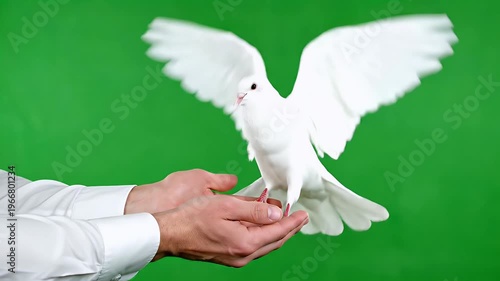 Dove Wings Open and Takes Flight Against a Vibrant Green Backdrop