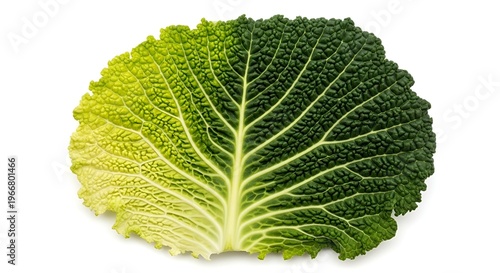 Fresh green savoy cabbage leaf isolated on white background, healthy organic vegetable for cooking and nutrition