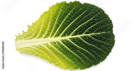 Fresh green savoy cabbage leaf isolated on white background for healthy cooking and nutrition