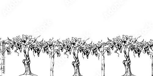 Vineyard banner with row of seamless leafy grapevines on twisted trunks with tendrils and grape clusters. Hand drawn ink vector illustration. Wine labels, poster banners and headers, rustic branding.