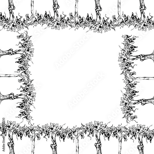 Vineyard landscape scenery, grapevine with grape clusters ready to harvest, leafy canopy, thick trunks. Hand drawn square border frame in ink lines vector illustration. Tourism, wine route promotion