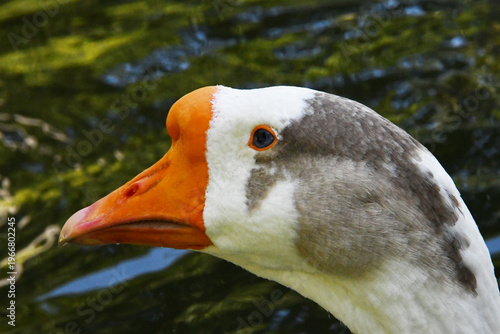 Wallpaper Mural O Ganso Antônio em close-up com a sua mancha cinza na cabeça para não ser confundido. Museu da República - Palácio do Catete - RJ Torontodigital.ca