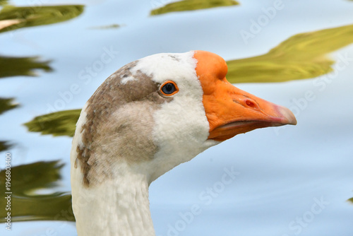 Wallpaper Mural O Ganso Antônio em close-up com a sua mancha cinza na cabeça para não ser confundido. Museu da República - Palácio do Catete - RJ Torontodigital.ca