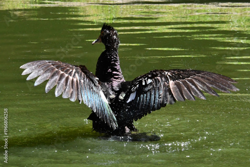 Wallpaper Mural Belíssima pata selvagem de lindas asas tomando banho no lago do Museu da República - Palácio do Catete - RJ Torontodigital.ca