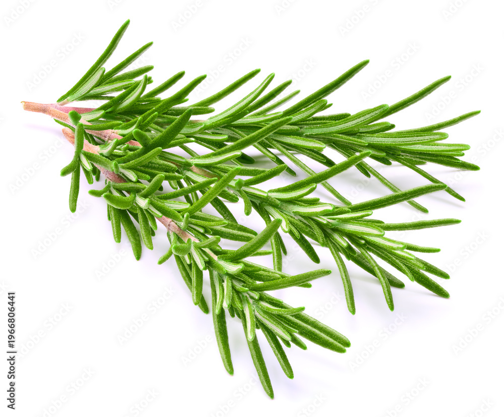 Fototapeta premium Rosemary isolated on a white background