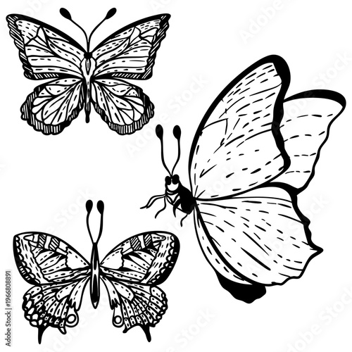 Hand drawn vector illustration of beautiful butterflies of different sizes, black line art