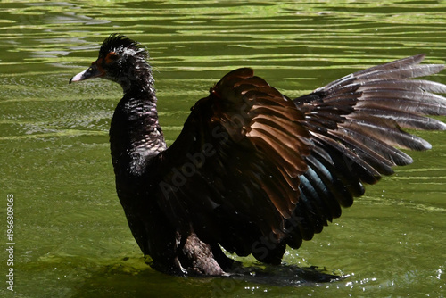 Wallpaper Mural Belíssima pata selvagem de lindas asas tomando banho no lago do Museu da República - Palácio do Catete - RJ Torontodigital.ca
