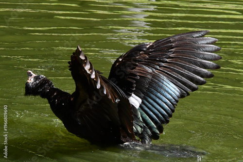 Wallpaper Mural Belíssima pata selvagem de lindas asas tomando banho no lago do Museu da República - Palácio do Catete - RJ Torontodigital.ca