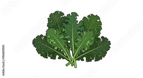 A vibrant green kale leaf bunch grows healthily in a garden environment outdoors.