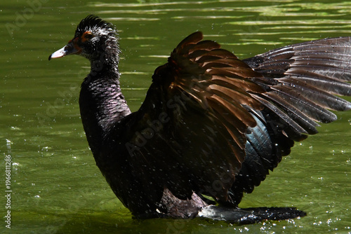Wallpaper Mural Belíssima pata selvagem de lindas asas tomando banho no lago do Museu da República - Palácio do Catete - RJ Torontodigital.ca