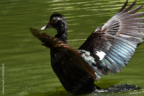Wallpaper Mural Belíssima pata selvagem de lindas asas tomando banho no lago do Museu da República - Palácio do Catete - RJ Torontodigital.ca