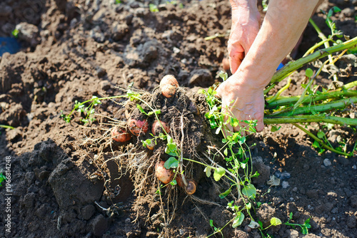 Person harvesting potatoes by hand, root system green stems and several dirty brown potatoes freshly dug from earth in an agricultural field. Gardener harvesting fresh organic potatoes from the ground