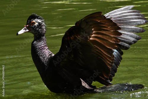 Wallpaper Mural Belíssima pata selvagem de lindas asas tomando banho no lago do Museu da República - Palácio do Catete - RJ Torontodigital.ca
