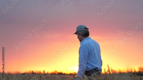 agriculture, wheat field, golden wheat farm field sunset, farmer working wheat field sunset, love land, farmer knows secrets growing crops, not afraid difficulties, farmer ready devote life such