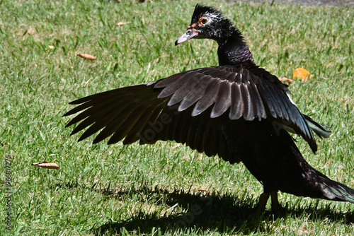 Wallpaper Mural Belíssima pata selvagem de lindas asas tomando banho no lago do Museu da República - Palácio do Catete - RJ Torontodigital.ca