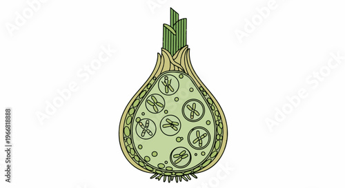 Stylized illustration of an onion cross-section showing chromosomes within its cells