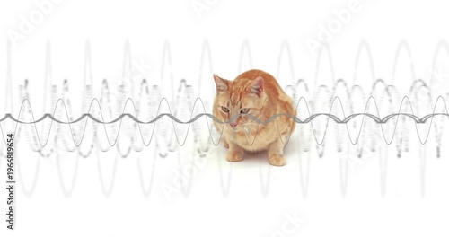 Orange tabby cat reaching paw through oscillating waveform, responding to audio tech stimulus