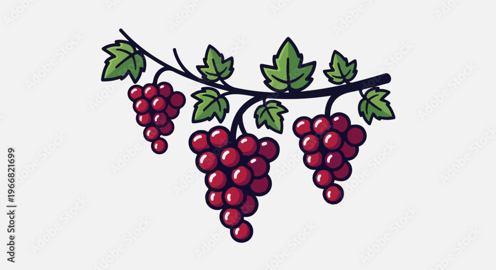 Fototapeta premium Three clusters of ripe red grapes hang from a dark vine with green leaves