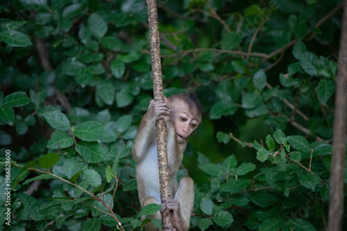 可愛いサル