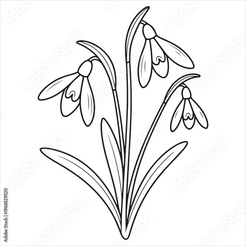 A drawing of three snowdrops with leaves