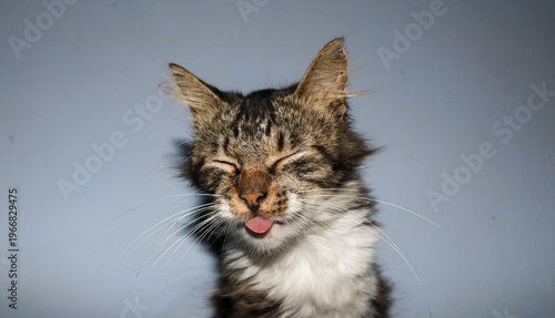 Tablou pe pânză Black and white cat posing sticking out its tongue with its eyes closed, cute cat sticking out its tongue