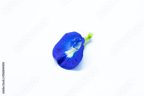 Foto Fresh butterfly pea flowers with vivid blue petals isolated on white background