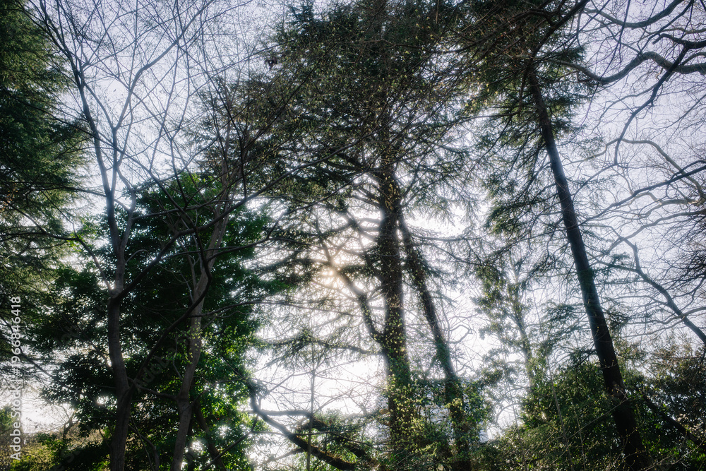 Fototapeta premium A low-angle shot of bare trees silhouetted against a bright, hazy sky. Sunlight filters through the branches, creating a dramatic, textured scene.