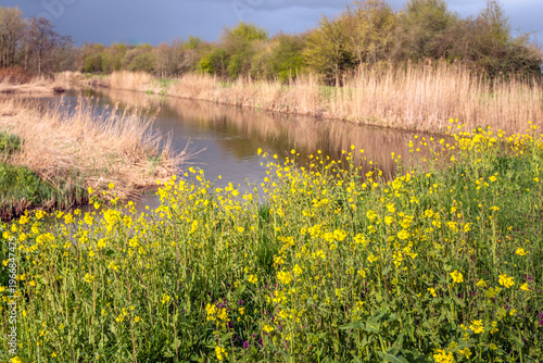 Flowering rapeseed in a Dutch nature reserve with a narrow creek and yellowed reeds along the bank. The photo was taken on a heavily overcast day at the beginning of the spring season.