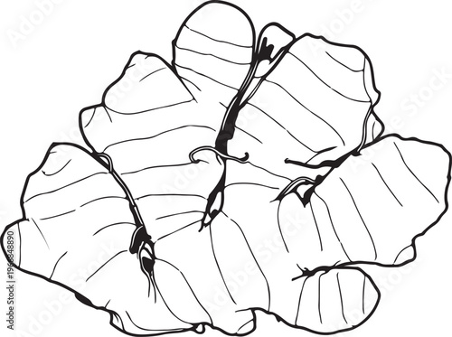 An artistic black and white line drawing illustration of a textured ginger root with visible fibers, capturing its organic shape and botanical details in a simple, minimalist style