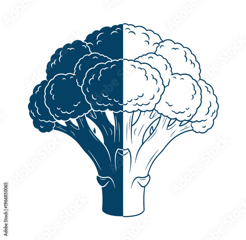 illustration of cauliflower divided into dark and light blue halves on white background