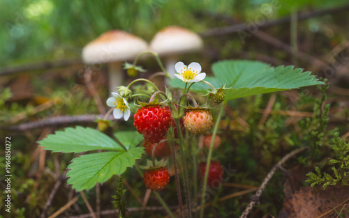 Fragole di bosco con fiori 