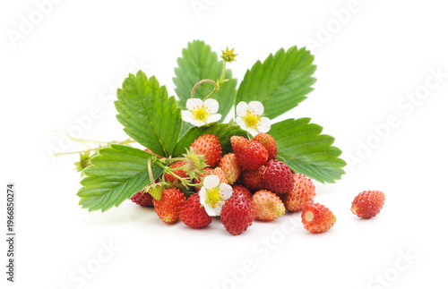 Fragole di bosco su sfondo bianco