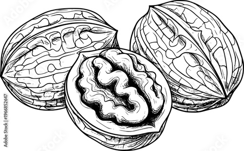Detailed Line of Walnuts Cracked Open Showing the Kernel food organic