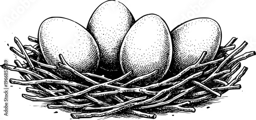 Hand Drawn of White Eggs in a Twig Nest a White Background bird
