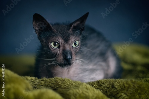 Portrait of Lykoi cat chilling on a green blanket and looking away. Horizontal image with soft focus.	