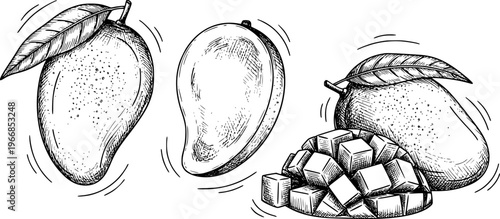 Hand Drawn of Whole Mangoes and Cubed Mango Fruit White Background food
