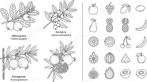 Botanical Fruit Sketch and Outline Icons Vector Set Featuring Guava Gin Berry Pomegranate and Various Tropical Fruits Hand Drawn Collection
