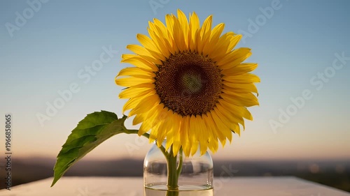 Single Sunflower in Glass Vase on Table Against Sunset Sky