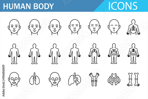 Medical anatomy outline icons showing human organs and body structure collection