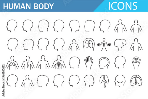 Human body line icons set featuring anatomy organs head face hands skeleton lungs heart brain stomach and medical healthcare symbols modern outline vector illustration collection