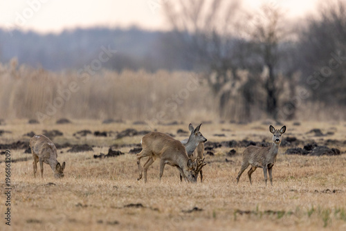 Roebuck - buck (Capreolus capreolus) Roe deer - goat