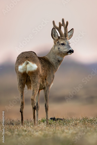 Roebuck - buck (Capreolus capreolus) Roe deer - goat